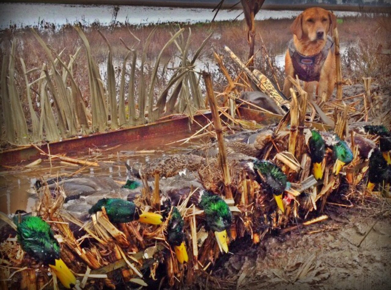 Mississippi Duck Hunting USHuntList Esperanza Outdoors