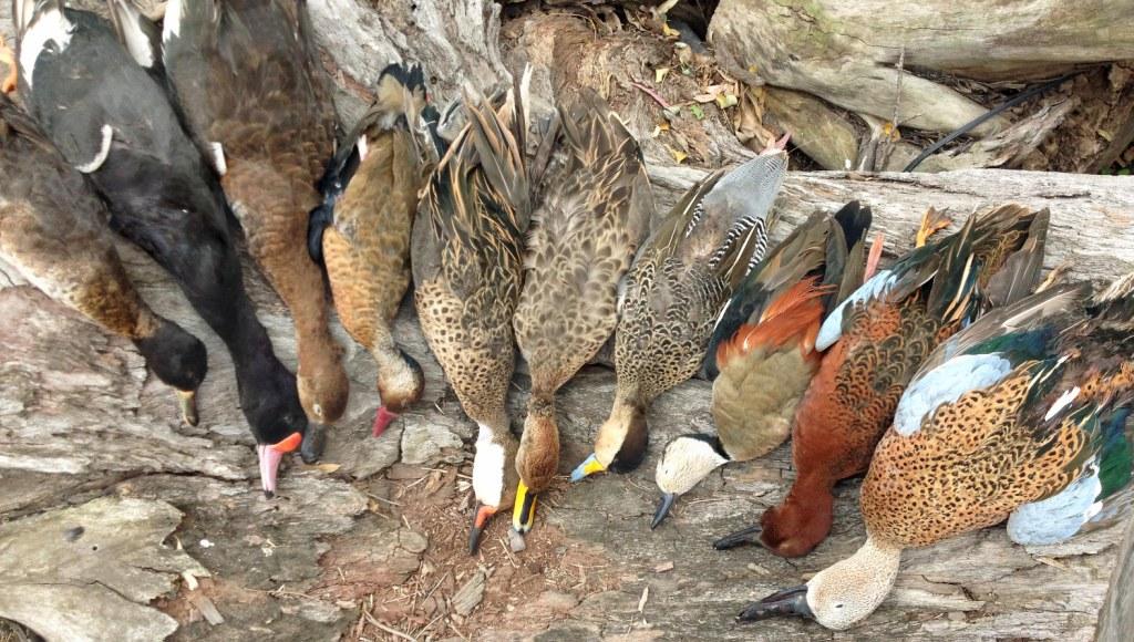 ARGENTINA DUCK SPECIES HUNTING 56789 - Ramsey Russell's GetDucks.com
