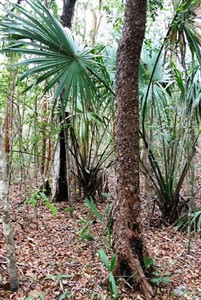 Ocellated turkey hunts are conducted in the jungles of Mexico's Yucatan Penisula