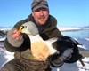 king eider 6.jpg