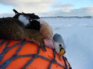 King Eider Hunting Media Thumb