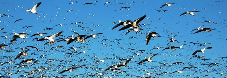 missouri-snow-goose-hunting