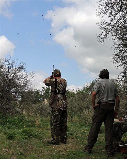 argentina%20dove%20hunting%20ms2704_500x625