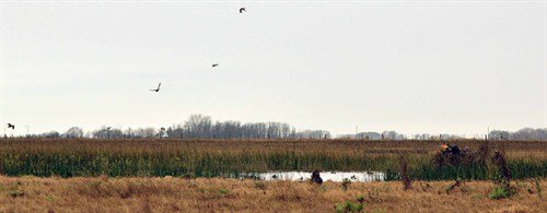 argentina%20duck%20hunting%20gabriel%20martinez_500x195