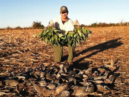 argentina%20pigeon%20hunting%20parakeets%20la%20paz1876_500x375