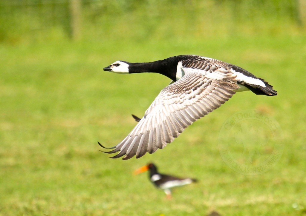 Dutch Goose Hunting as a tool for goose population control and avian influenza prevention--conservation strategy
