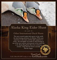 King Eider AdV5