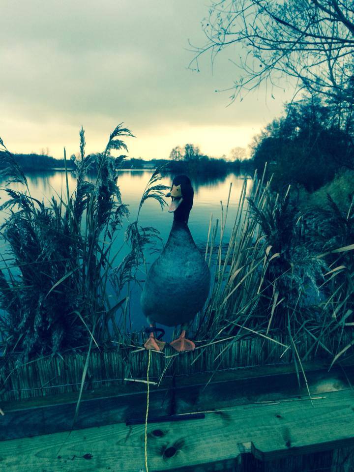 Live mallard decoy 18142_964547360_n Ramsey Russell's