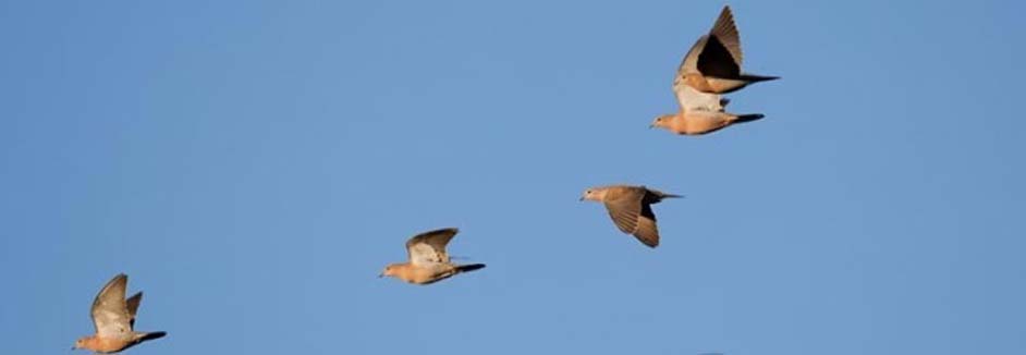 eared dove