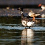 Black Brant