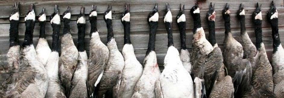 Canada Goose Hunts