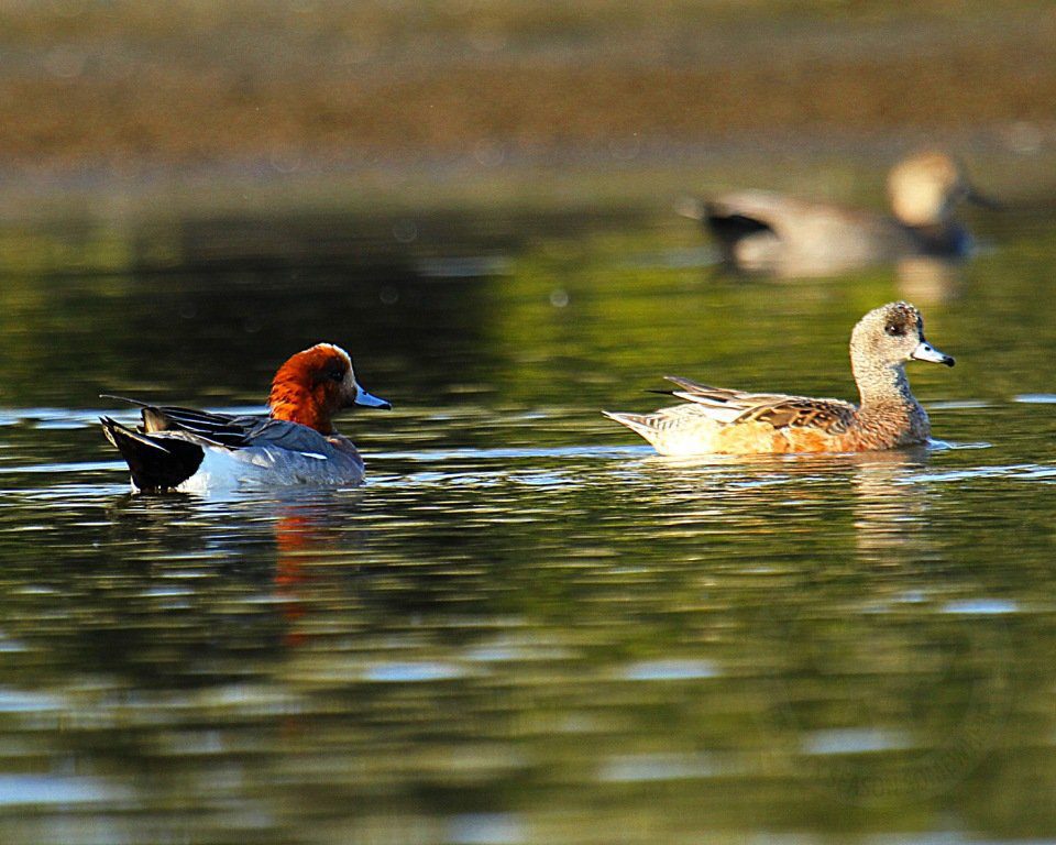 EURASIAN WIGEON