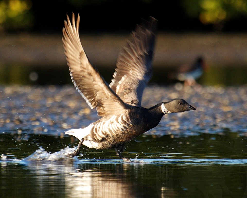 mexico brant hunting expeditions