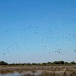 best waterfowl hunts obregon mexico