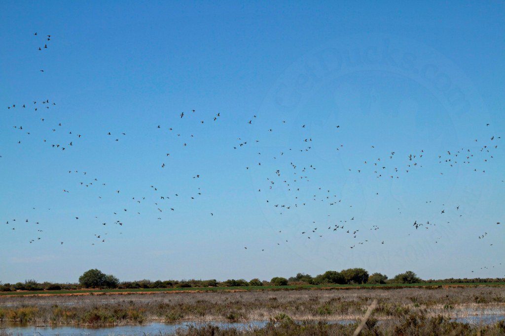 best waterfowl hunts obregon mexico