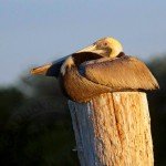 brown pelican hunts mexico