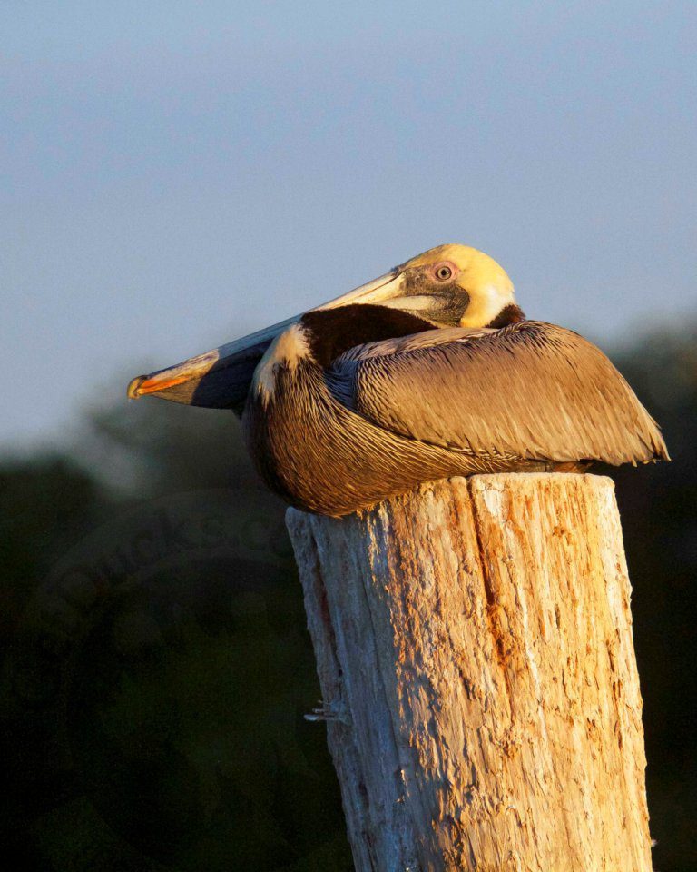 brown pelican hunts mexico