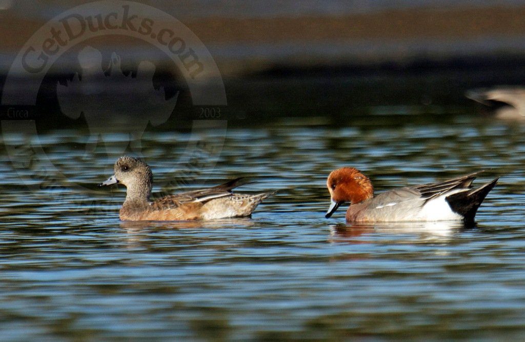 EURASIAN WIGEON