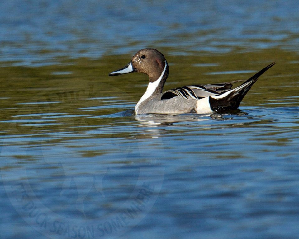 guided duck hunt northern pintail mexico