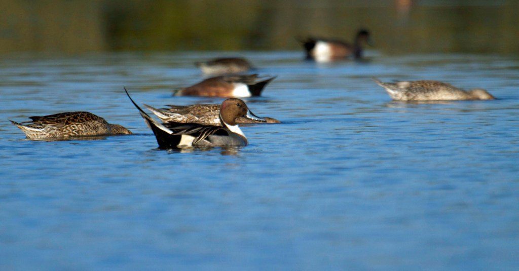 mexico duck hunt northern pintail