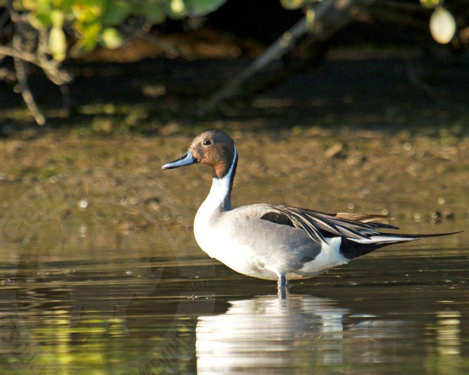 obregon mexico pintail hunting