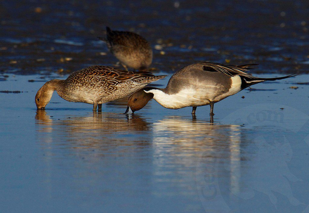 mexico pintail hunting