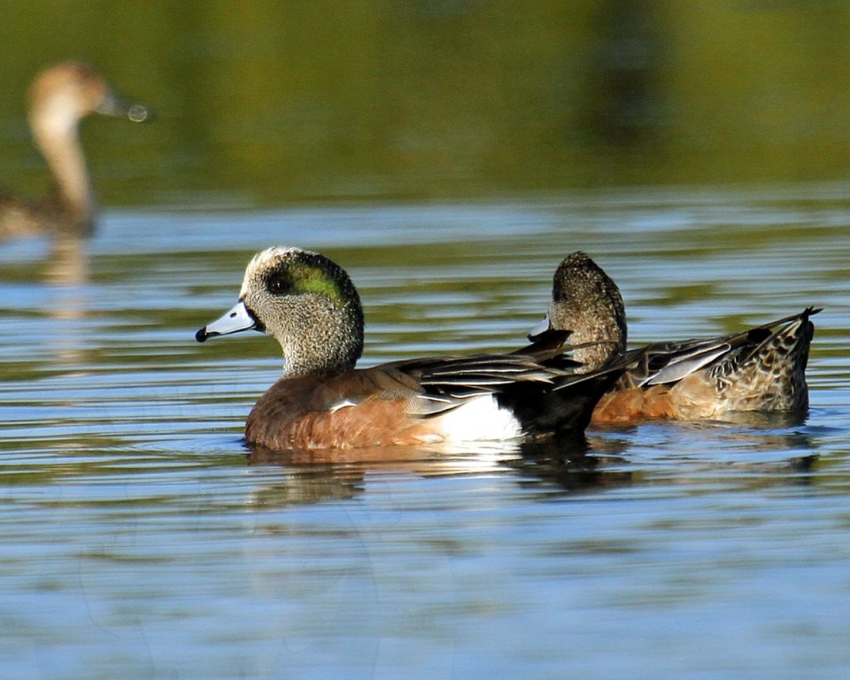 WIGEON