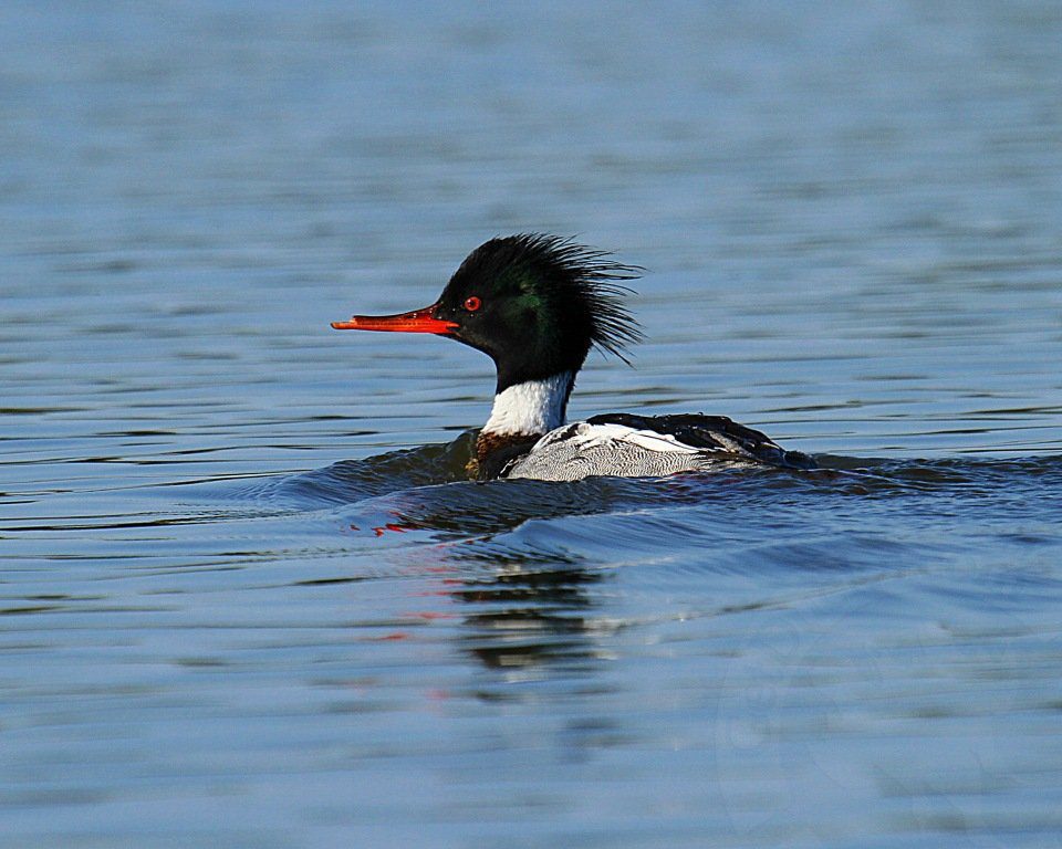 RED BREASTED MERGANSER