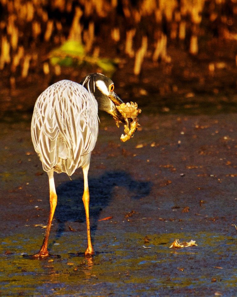 best guides mexico duck hunting