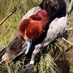 mexico duck hunting obregon