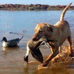 best mexico duck and goose hunting