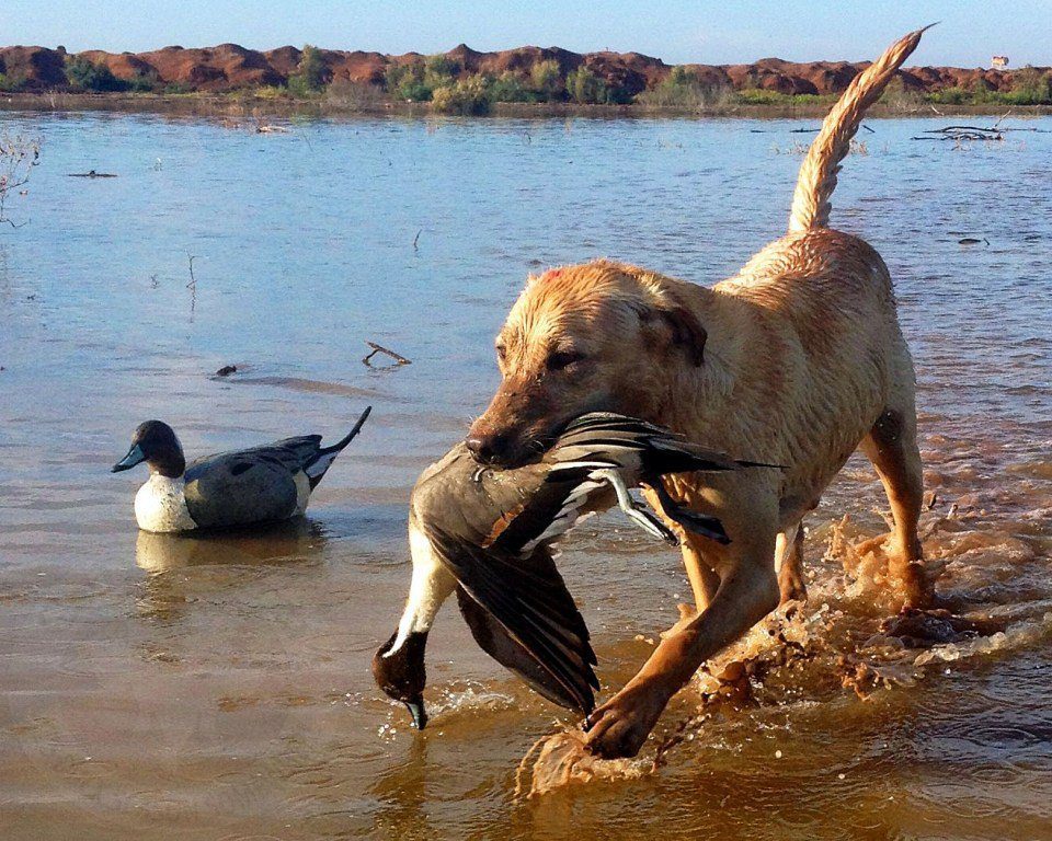 best mexico duck and goose hunting