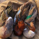 mexico duck hunting teal trilogy