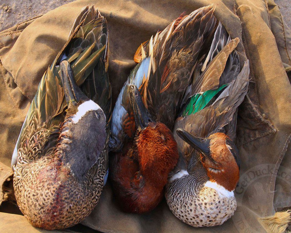mexico duck hunting teal trilogy