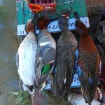 mexico duck hunting teal trinity