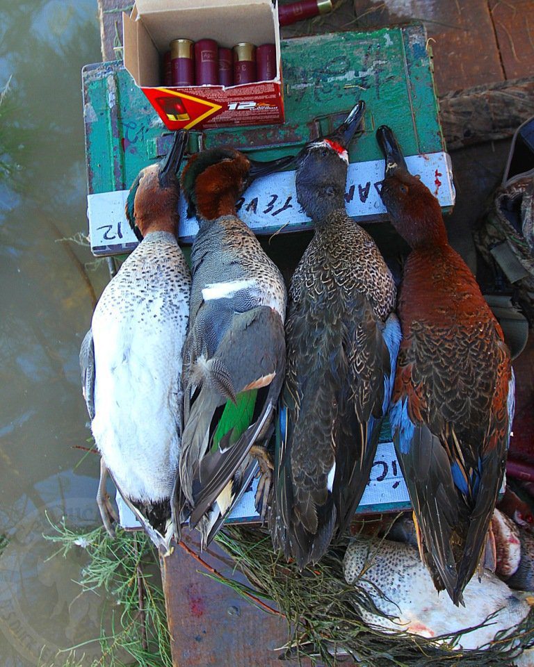 mexico duck hunting teal trinity