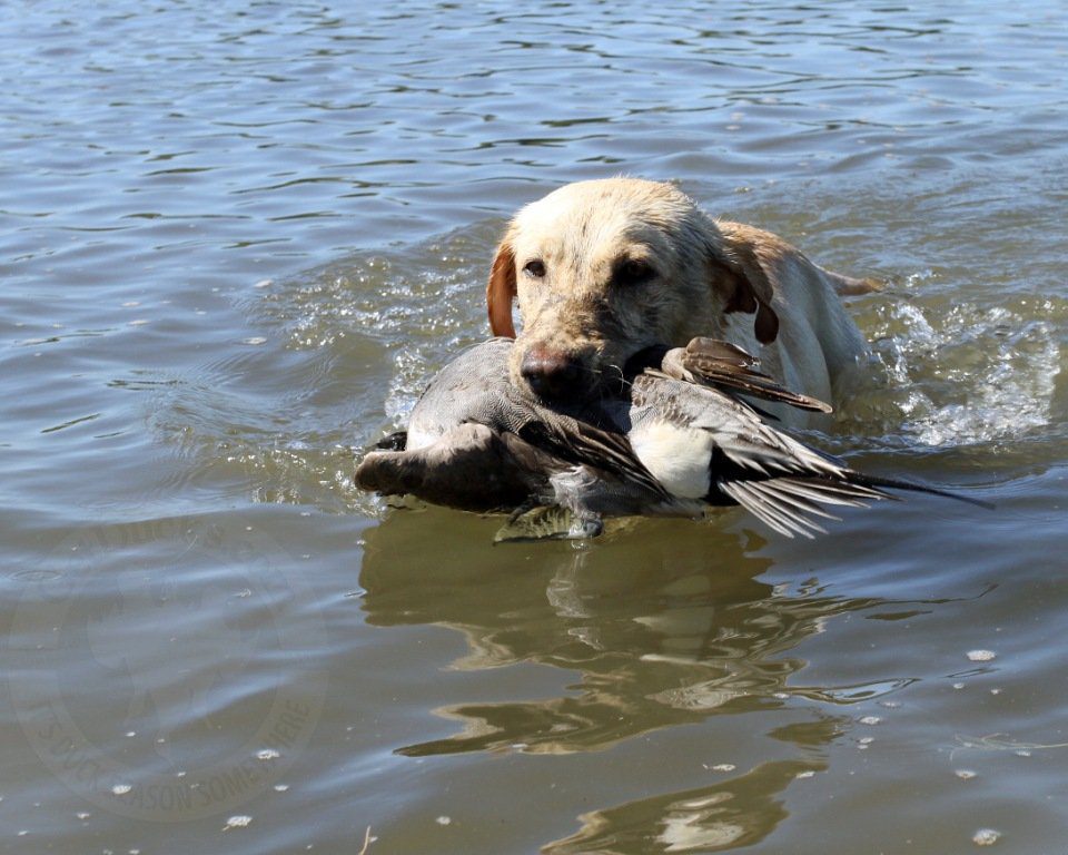 mexico duck and goose hunting limits