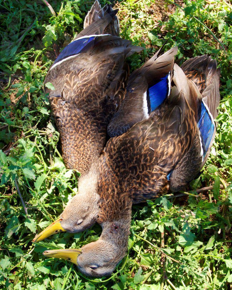 mexico duck and goose hunting trips