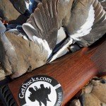 mexico white-wing dove hunt
