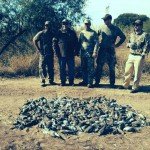 best mexico white winged dove hunting