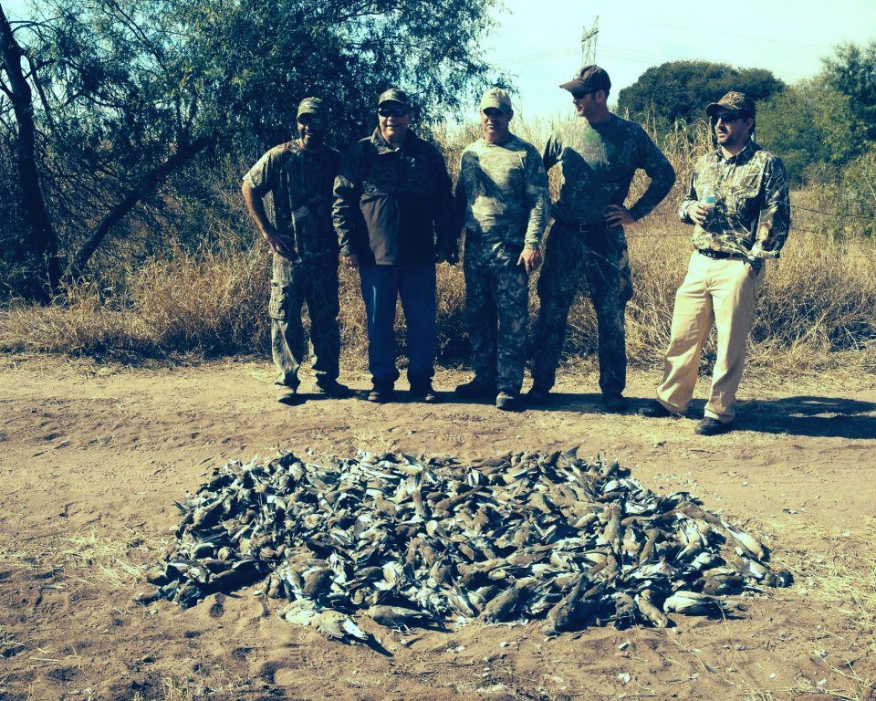 best mexico white winged dove hunting