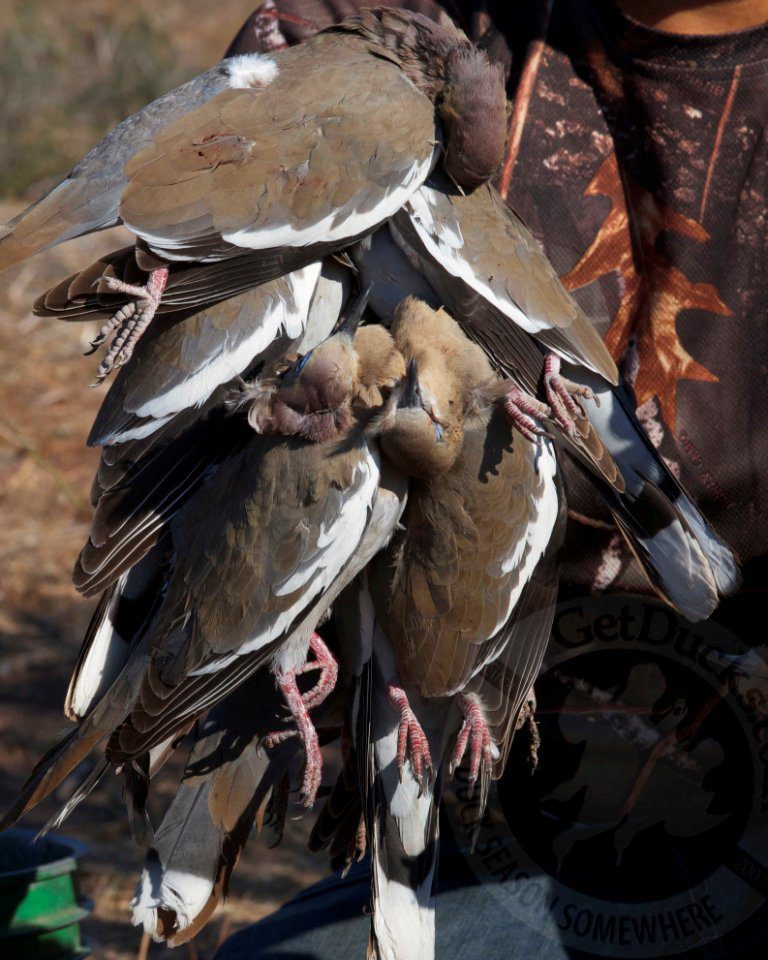 mexico white winged doves