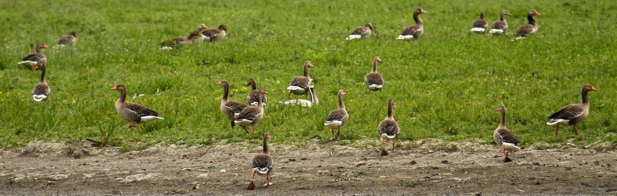 greylag goose