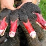 New Zealand Duck Hunting New Zealand Duck Hunting