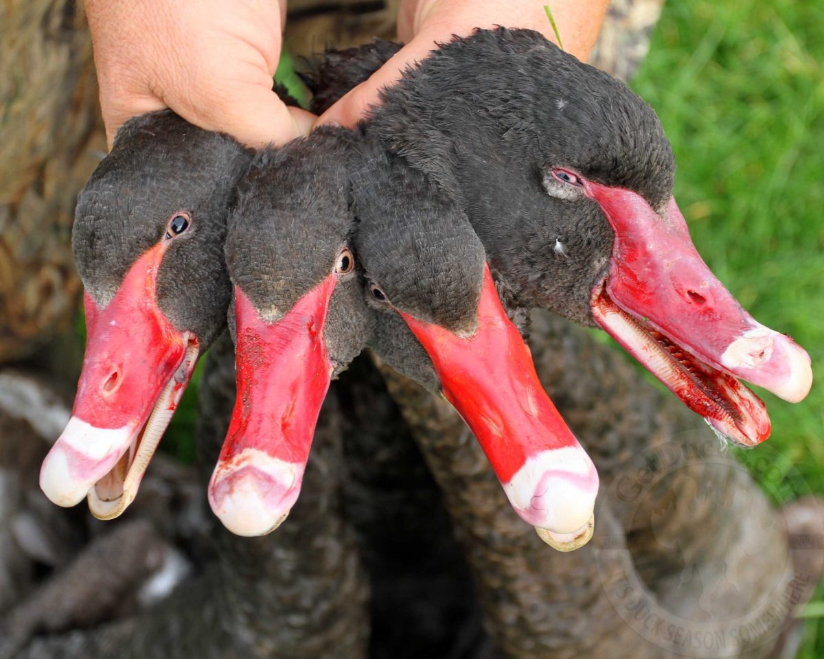 guided duck hunts new zealand