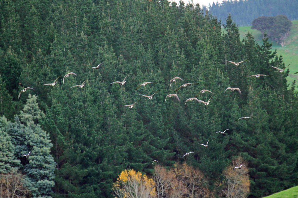 new zealand duck hunt