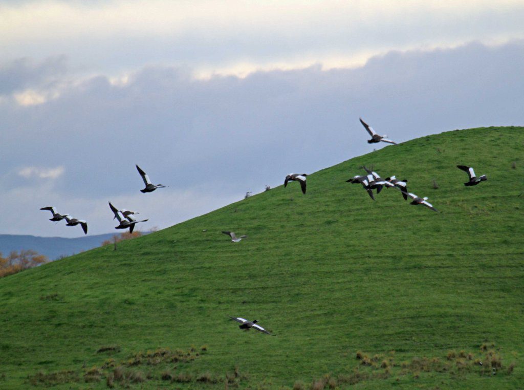 guided duck hunting new zealand