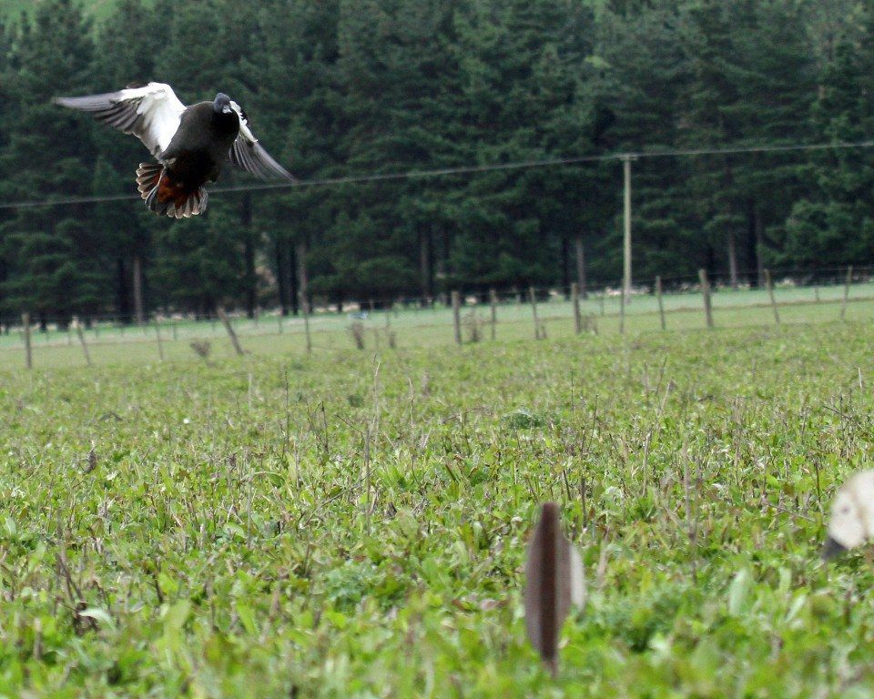 top rated guided duck hunting new zealand