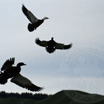 new zealand duck hunts