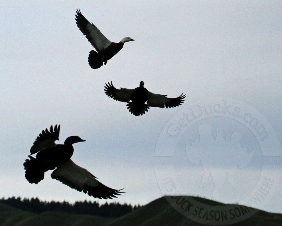 new zealand duck hunts